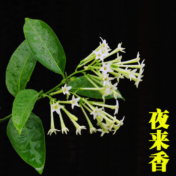 夜来香盆栽夜来香花苗 夜香树盆景 精品花卉盆栽 驱蚊驱虫芳香花卉 t1