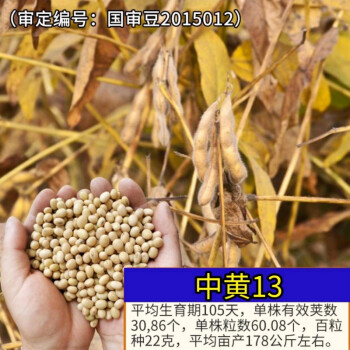 中黄57黄豆种子大豆种子高产黄豆种籽大粒亩产千斤大豆种子基地中黄