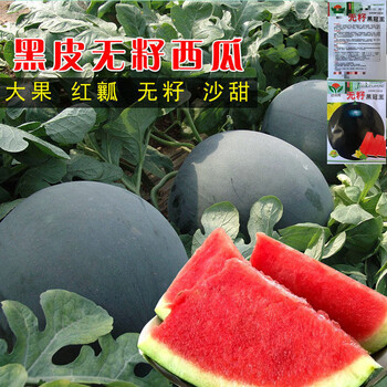 无籽西瓜种子黑皮黑皮无籽西瓜种子甜脆高产早熟西瓜籽薄皮四季播种