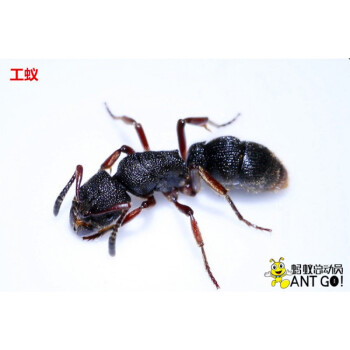 标本展览琥珀原材料 蚂蚁科普教学实验材料 红足穴猛蚁(工蚁尸体5只)