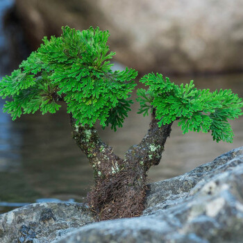 卷柏盆栽假山吸水石盆景见水还阳四季常青植物精选2头高515cm造型随机