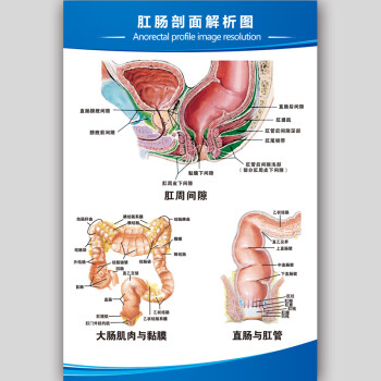 人体解剖图结构示意图内脏器官喉部解剖图医院耳鼻喉解剖图挂图rt003