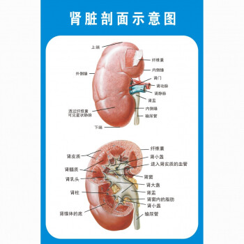 人体内脏结构图人体内脏解剖示意图医学宣传挂图人体器官心脏结构图