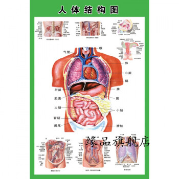 人体内脏解剖示意图医学宣传人体器官心脏结构图医院海报人体结构图