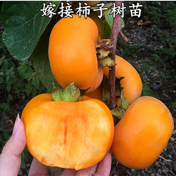 柿子树苗无核柿子苗嫁接苗柿子树苗盆栽地栽日本甜柿磨盘柿摘下就吃柿