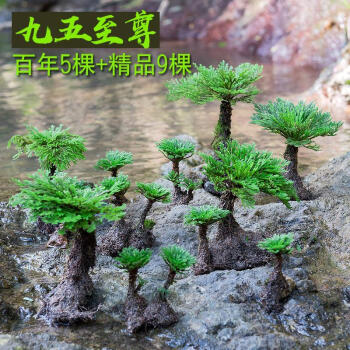 假山盆景小配件花草野生卷柏九死还魂草盆景假山吸水石造景绿植物花卉