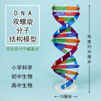 学生用dna分子双螺旋结构模型cgat碱基对手工diy小制作遗传基因小学