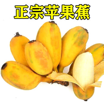 正宗高山苹果蕉香甜甜糥圆润可爱5斤现摘新鲜10斤苹果香蕉5斤苹果蕉