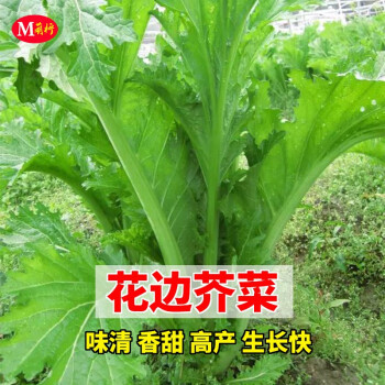 本地三月大菜种子花叶芥菜种籽花边芥菜种籽农家菜园庭院蔬菜种孑原装