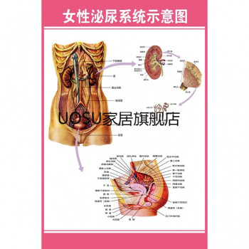 人体器官结构挂图女性泌尿图男女泌尿生殖器解剖图 医学人体生殖解剖