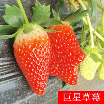 四季草莓苗盆栽带土带花带果食用牛奶草莓秧南北方当年结果阳台20棵送
