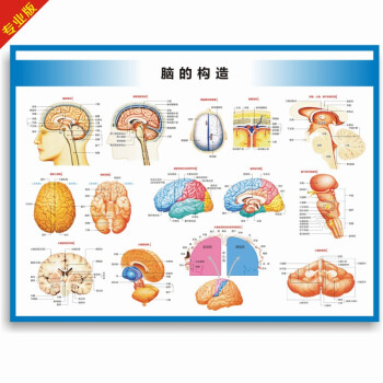 医院科室挂图宣传图脑的构造图脑的结构大脑结构图大脑解剖图脑部构造