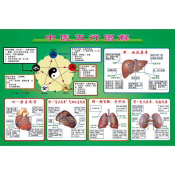 中医脏腑论墙贴画五行养生文化宣传海报五脏六腑关系挂图中医五行图解