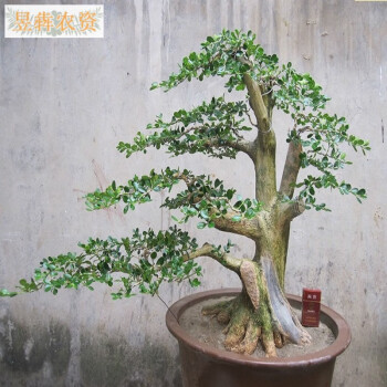 白皮黄杨盆栽 小叶黄杨盆景桩 树苗造型独特 叶色优美