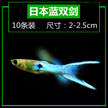 热带观赏鱼精灵孔雀鱼蓝双剑马晶塔银河约克逊安德拉斯虎纹活体鱼 蓝