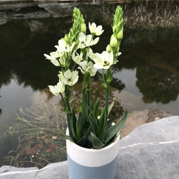 虎眼万年青种球左家花园进口圣心百合阳台花卉早春观花多年生白色大号