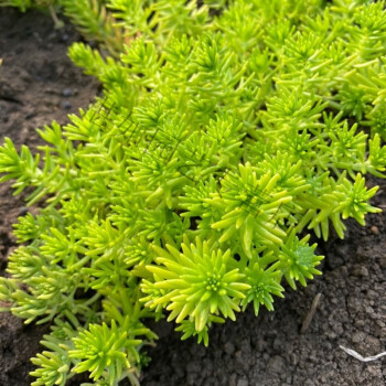 屋顶绿化宿根花园阳台草皮盆栽中华景天蓝色金色黄金佛甲草2斤不含盆