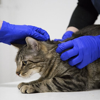 爱马斯（AMMEX）ACBN4250一次性加厚丁腈手套 实验室清洁检查 定做 S码 50只/盒