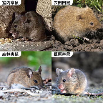 鼠道难 老鼠药灭老鼠家用耗子杀鼠剂捕鼠灭鼠神器*5包