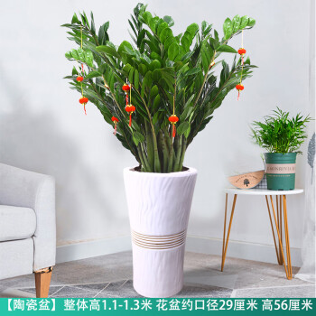辦公室招財植物