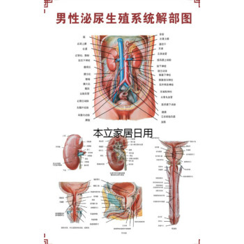 女性生殖器系统解剖图医院宣传画挂图子宫妇科海报宫颈疾病示意图男性