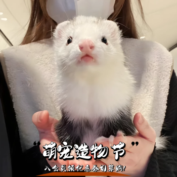 美洲熊猫色貂【图片 价格 品