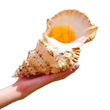 寄居蟹替换壳 海螺贝壳 海螺壳 天然大金口大洼螺石号螺白珊瑚海星
