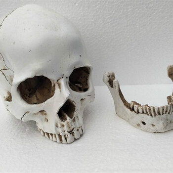采购医学骷髅头骨标本绘画人体头骨模型摆设树脂工艺品模型11仿真分体