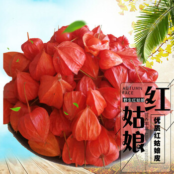 东北野生红姑娘果苦姑娘皮灯笼草挂金灯锦灯笼中药材红菇娘新鲜果红