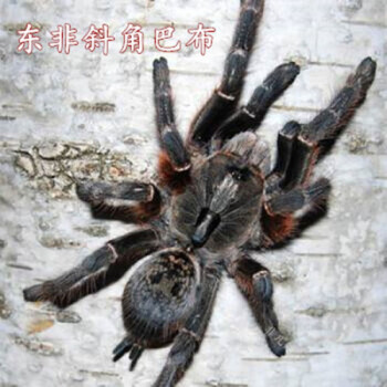 东非斜角巴布(足展6-7厘米) 仅蜘蛛