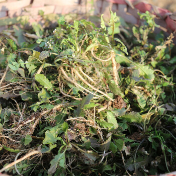 荠菜野菜新鲜带根荠菜地菜蔬菜饺子馄饨馅地里现挖3斤装1500g