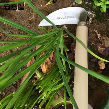 安赛瑞 光口小镰刀 除草割草镰挑草刀 种菜收割刀 园艺农用工具 长约30cm 530179