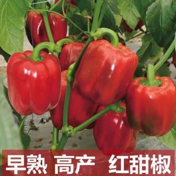 四季辣椒苗特辣朝天椒七彩椒蔬菜苗西红柿茄子苗带土盆栽秧苗多芮蜜红