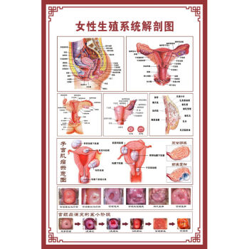 器官示意图内脏结构图穴位图人体肌肉解剖图海报女性生殖系统解剖图pp