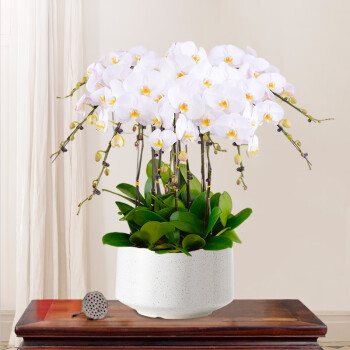 送货上门白色蝴蝶兰盆栽大花室内小型绿植物送礼品高档兰花真花送客户