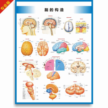 医院科室挂图 宣传图脑的构造图脑的结构大脑结构图大脑解剖图脑部