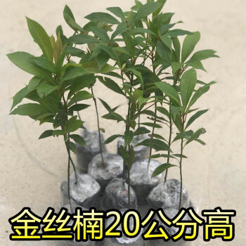 稳匠正宗海南沉香小苗 小叶紫檀苗 金丝楠木苗 菩提树苗名贵树苗 黄