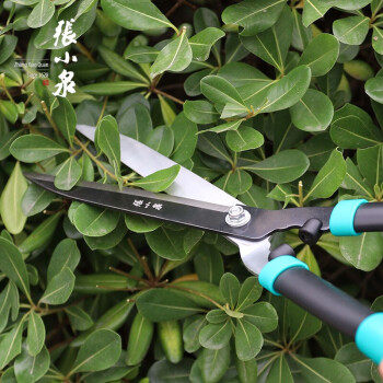 张小泉 春悦·润系列整篱剪修枝剪篱笆剪绿篱剪整剪草坪修剪花草树枝剪粗枝 园林大剪刀S10760100