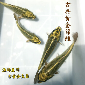 观赏鱼淡水好养古典黄金鱼苗财运鱼金色鱼活鱼鲤鱼 锦鲤 古黄金/29-31