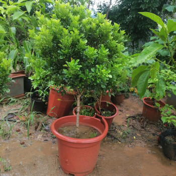 浓香型室内花卉植物 四季开花老桩庭院大棵独杆带花苞 米兰10年单杆