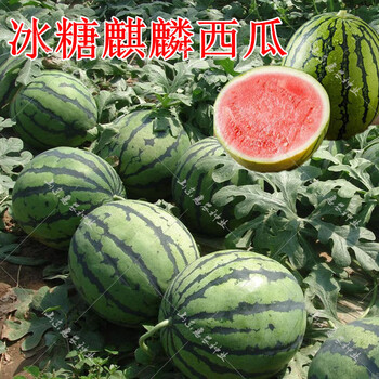 巨型早熟西瓜种籽南方特大超大春季高产懒汉麒麟王西瓜种子西瓜苗