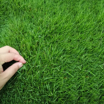 草子种子四季青护坡草坪狗牙根黑麦草百慕大草坪籽耐寒免修剪结搂草