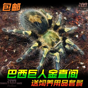 族萃巴西巨人金直间蜘蛛115cm网红宠物活体好养萌新新手入门活体蜘蛛