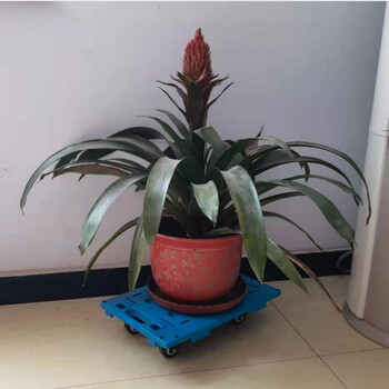 飞尔 乌龟车 搬运设备塑料周转四轮平板车 可拼接型工具小推车【26*40 可拼接款 花托】