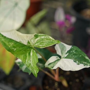 白锦合果芋牛奶纸屑室内阳台泰国进口绿植物盆栽耐热好养攀爬垂挂白锦