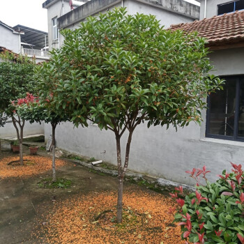 桂花树苗桂花树大树庭院花卉金桂丹桂四季常青盆栽室外地栽浓香型别墅