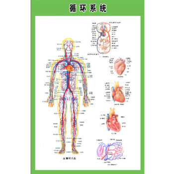 人体内脏解剖示意图全身器官分布图医院心脏解剖挂图医学海报循环图28