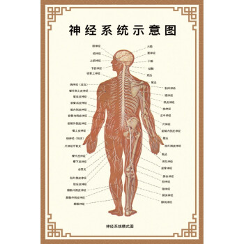 人体内脏解剖示意图全身器官分布图医院心脏解剖挂图医学海报神经示意