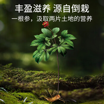 北京同仁堂 青源堂【年货礼盒送长辈】 人参100克礼盒精选吉林长白山人参7支生晒参煲汤滋补品西洋参泡酒礼品