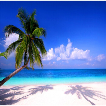 官方旗舰品牌店同款3d立体直播背景布大海沙滩蓝天白云海边椰树风景